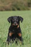 BEAUCERON - PUPPIES 413